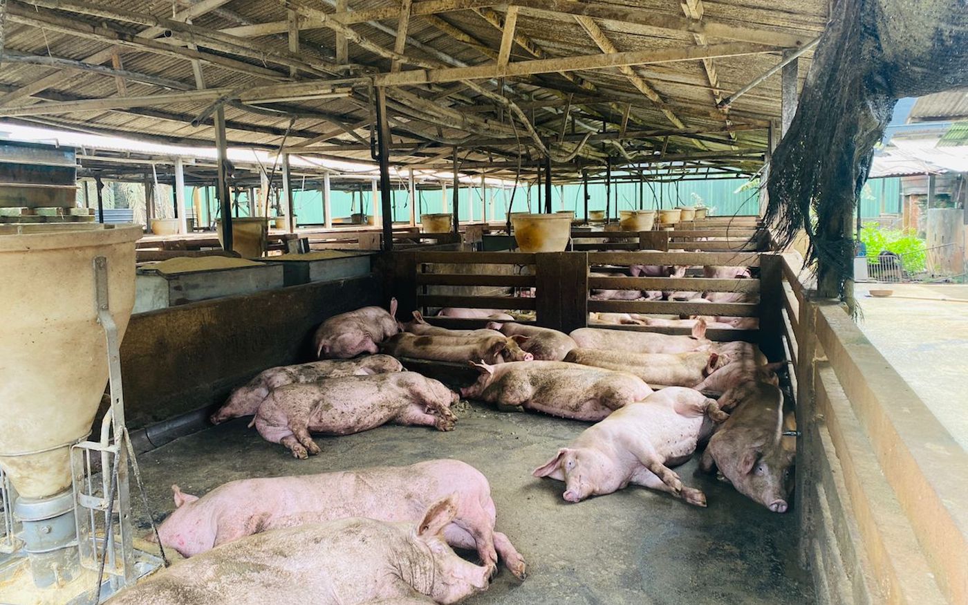 open pig farm
