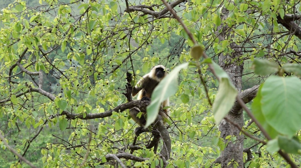 A gibbon in a tree branch in a forest.
