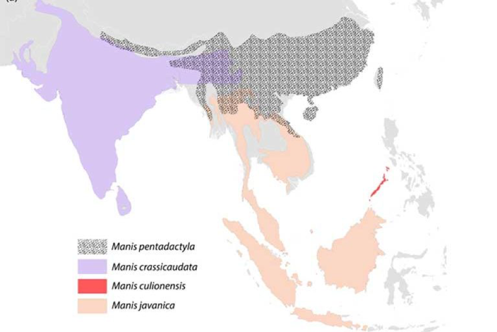 Pangolin map