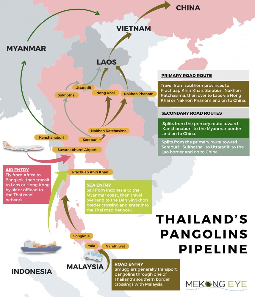 Pangolin pipeline map