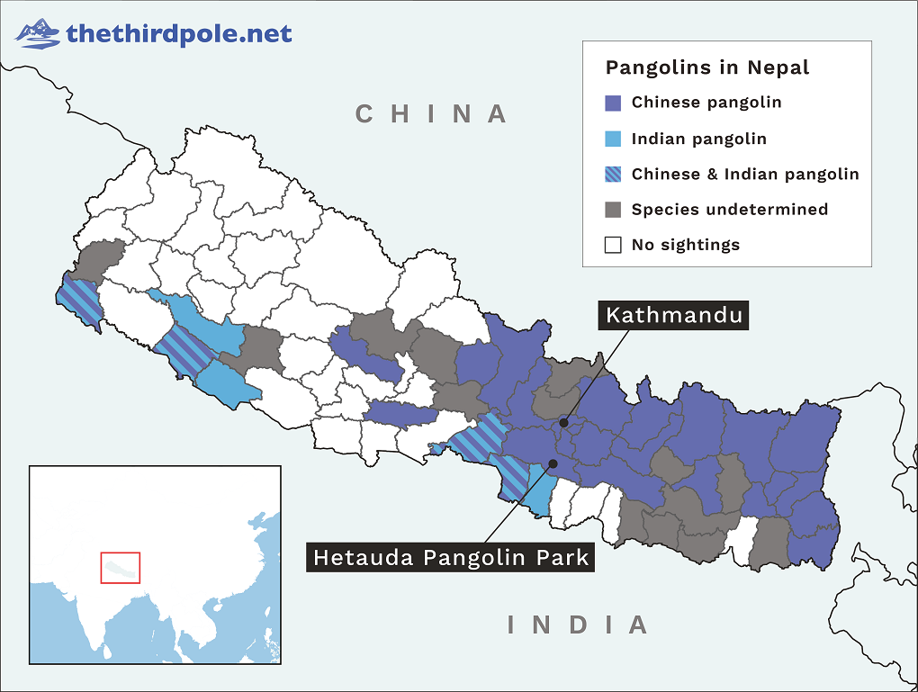 Can a pangolin park with no live pangolins save this threatened mammal