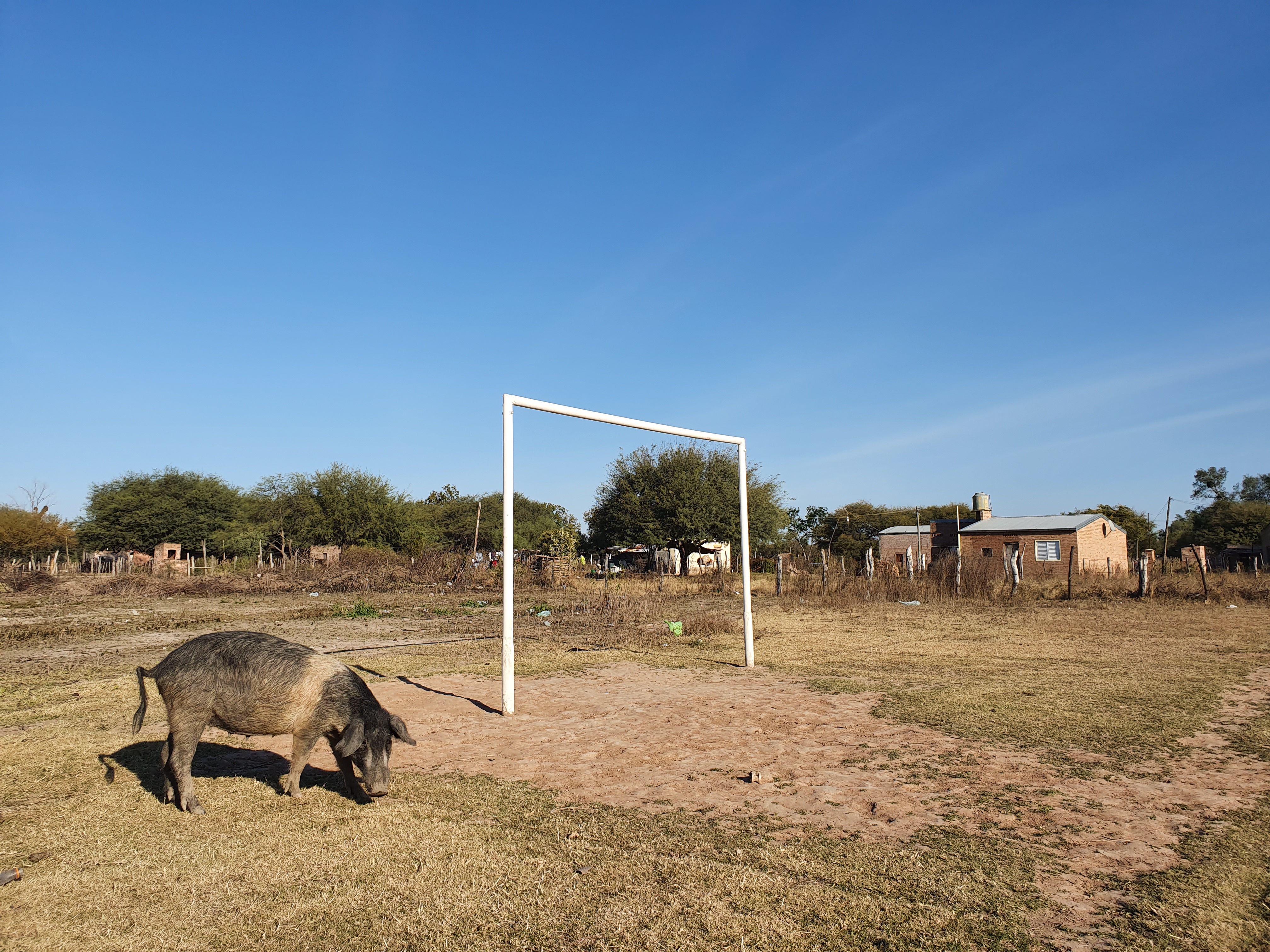 a pig in a field