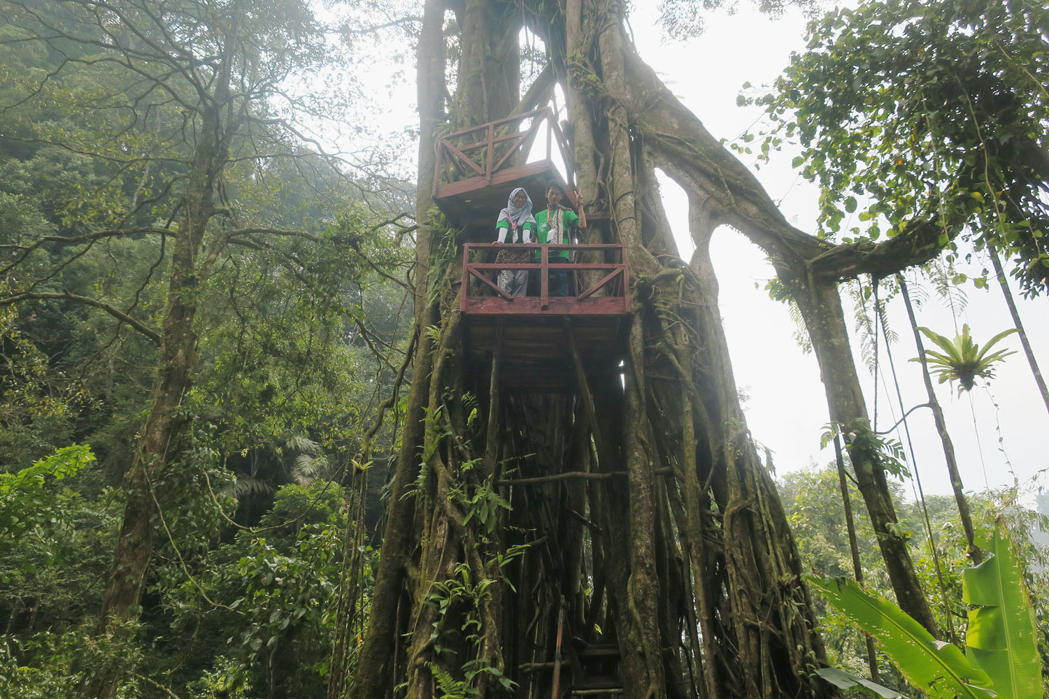 Two people looking at the forest canopy from an elevated platform in a tree.