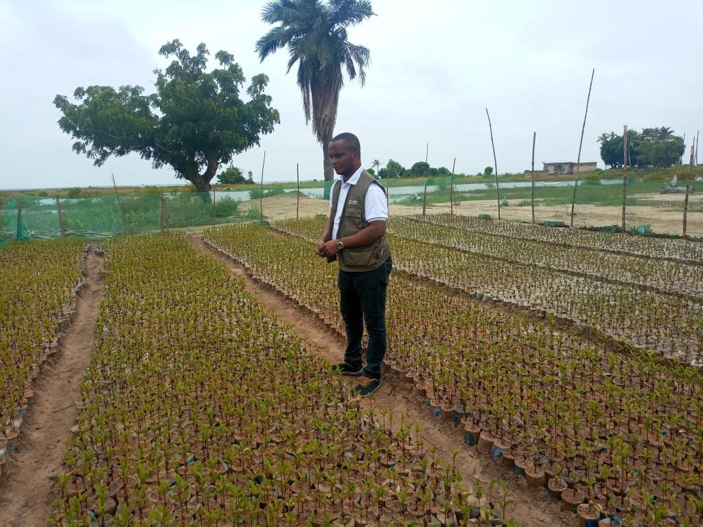 Raphael Ahiakpe, Ghana country director of Seawater solutions inspecting a seedlings at their mangrove nursery at Fiaxor, Volta Region Credit: Jonas Nyabor