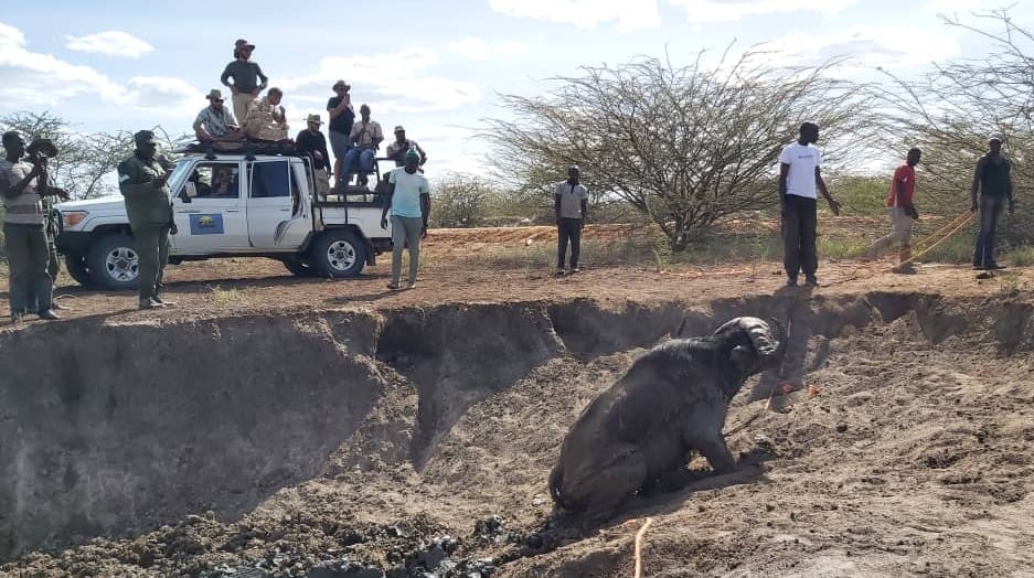 men rescue a buffalo from a muddy pond with a jeep full of people parked nearby