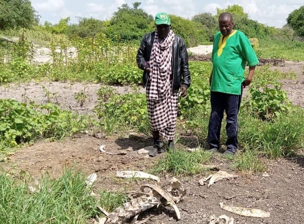 two people stand near the remains of a dead buffalo