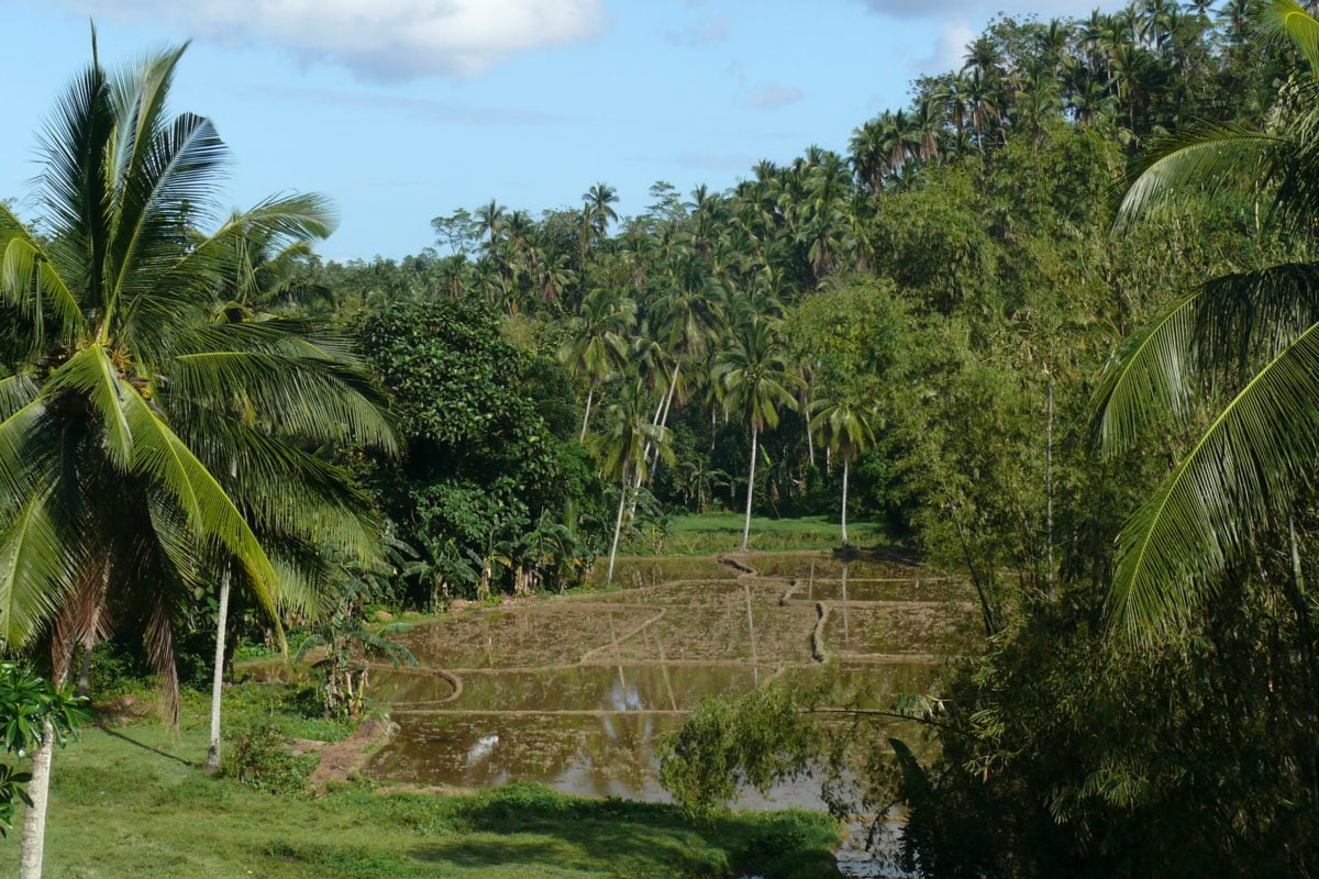 Philippine rice terraces
