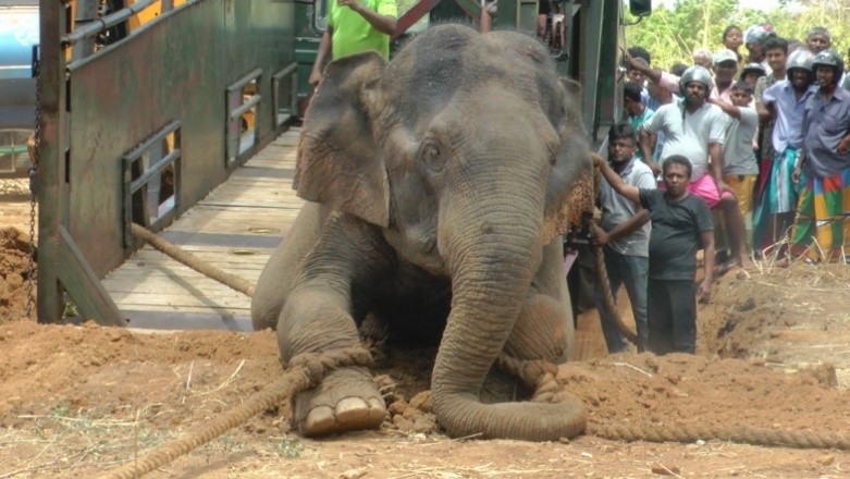 An Elephant is captured and taken into a truck