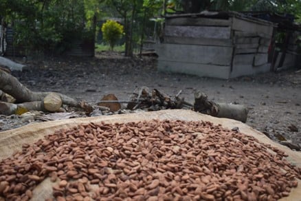 cocoa beans drying on a blanket