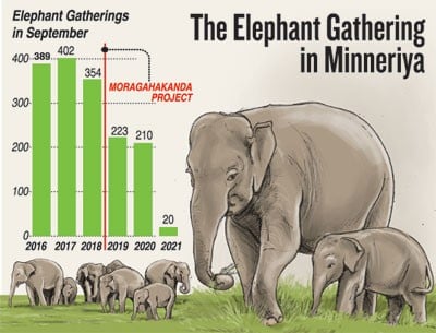 A graphic showing the decline of elephants in Minneriya