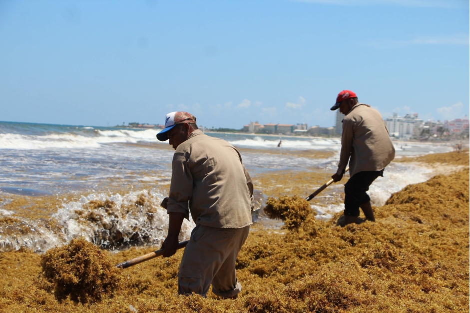 Workers clear out sargassum