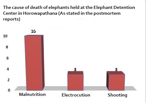 Graph showing the cause of death of Elephants at Horowapathana Elephant Holding Center.