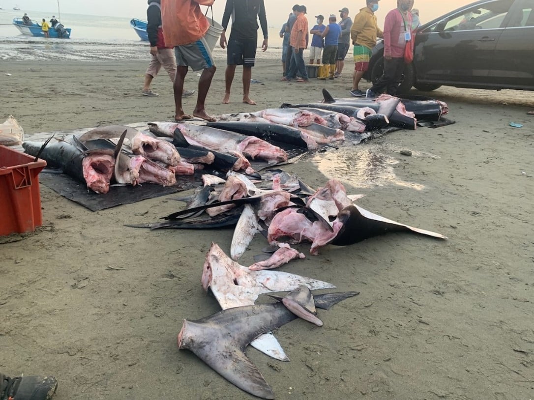 mutilated sharks on a beach