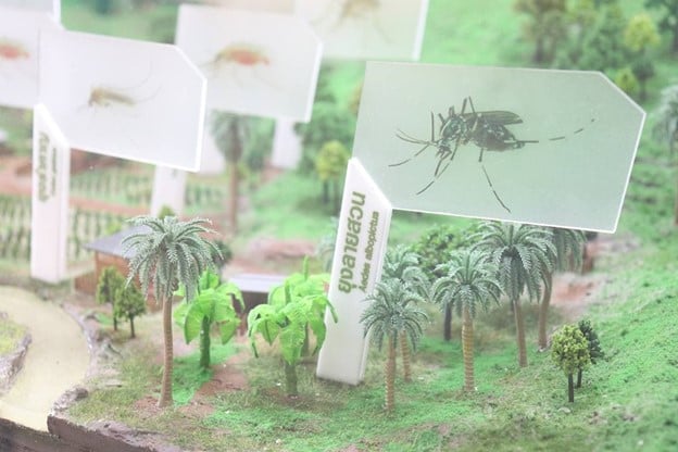 mosquito signs on plants