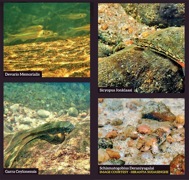 A collage of fresh water fish and their names