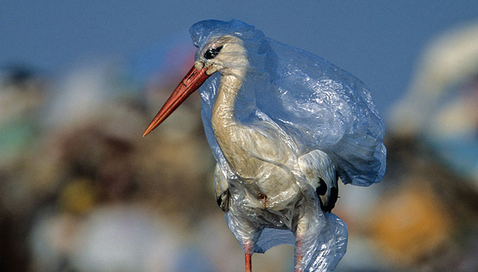 Plastic Curse: The End of Fishing in the Mediterranean?