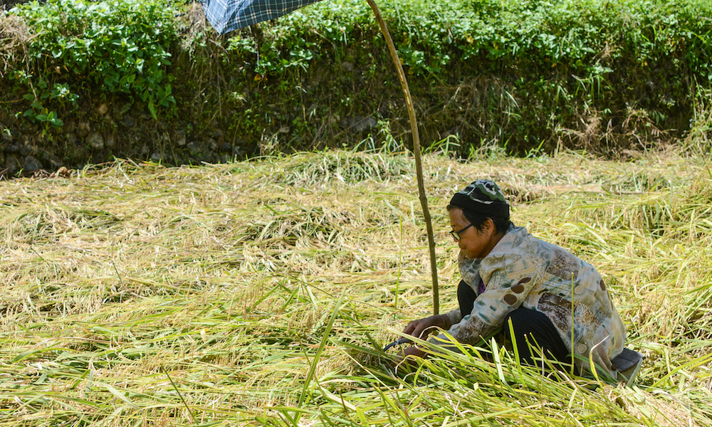 A woman farmer harvests rice