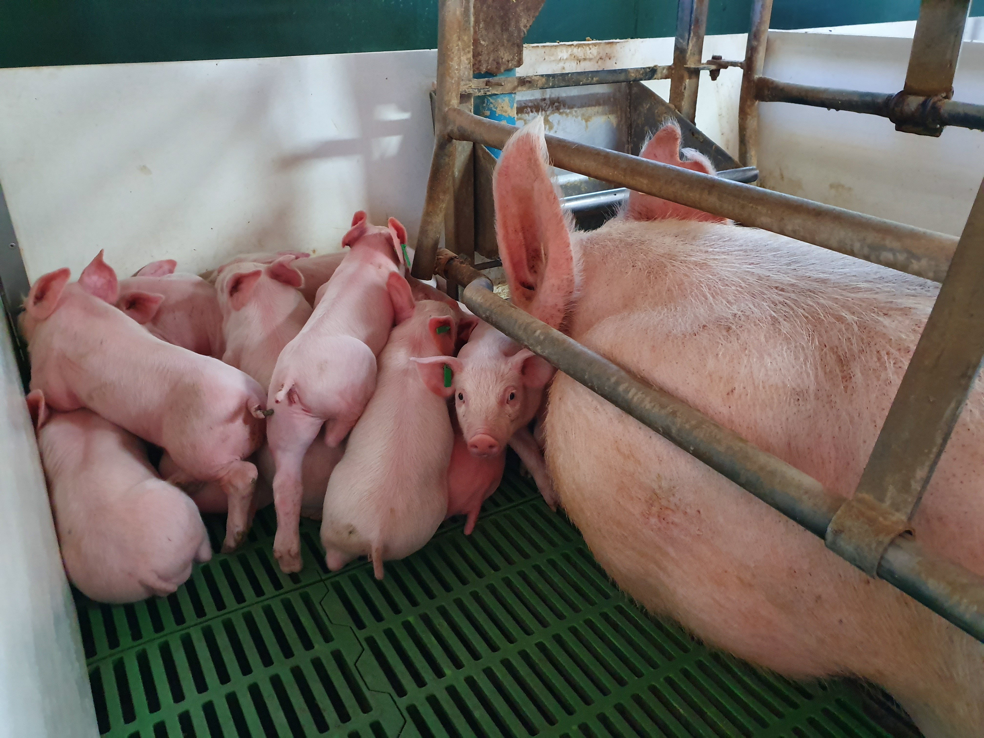 A pig in a gestation crate unable to move with piglets around her. 