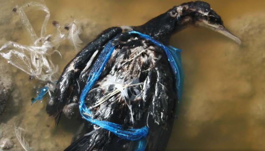 Dead bird entangled in a plastic bag 