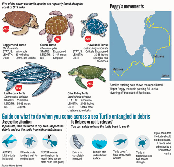 An infographic on sea turtles