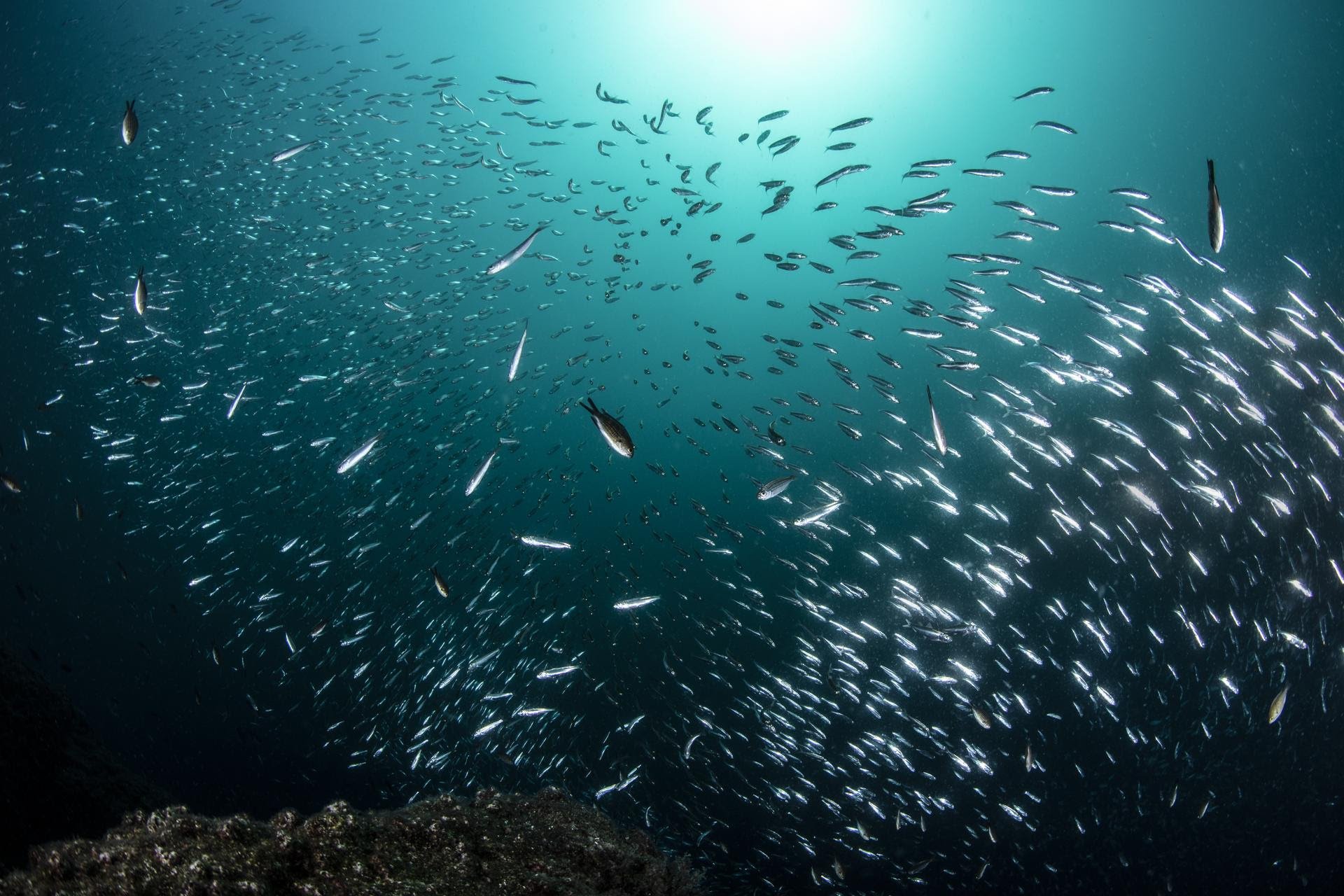 shoal of small fishes underwater