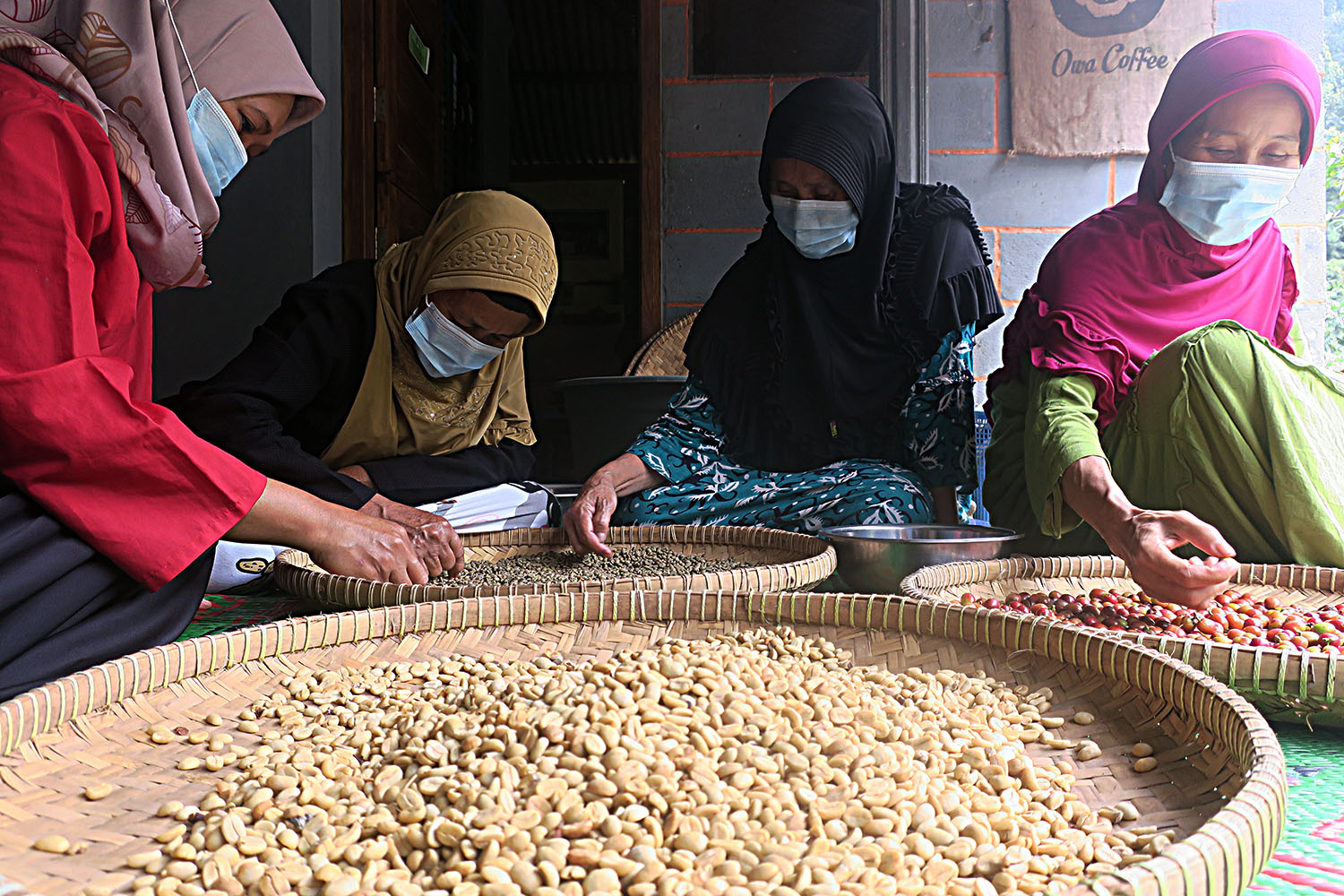 Four masked women sort coffee beans by hand.