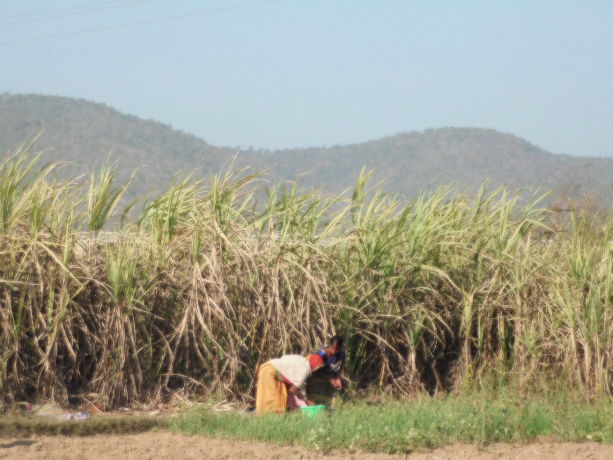 A sugarcane field. Photo: Sushmita