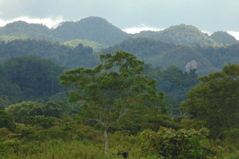 A view of the Philippine tarsier's habitat, a densely forested landscape with hills in the background