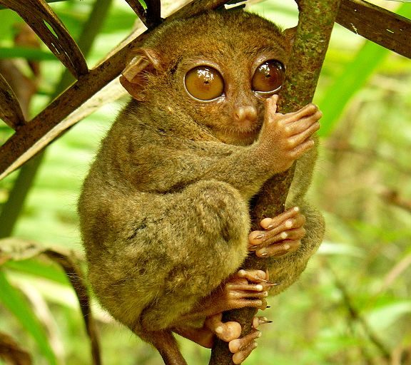 A tarsier looking at the camera holding onto a tree branch