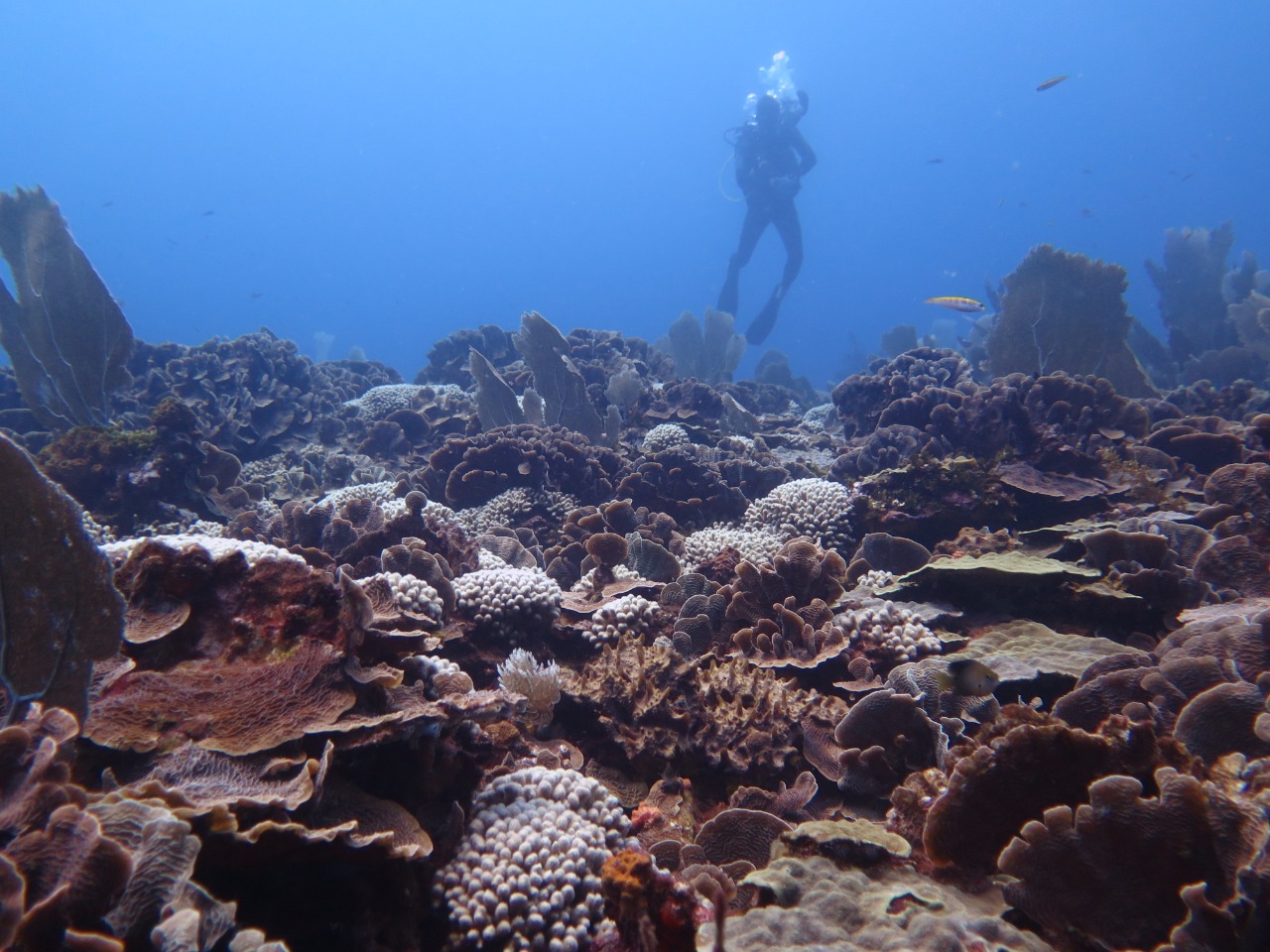 Coral reef in Tela Bay