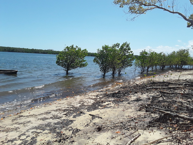 Mangroves growing on the coast