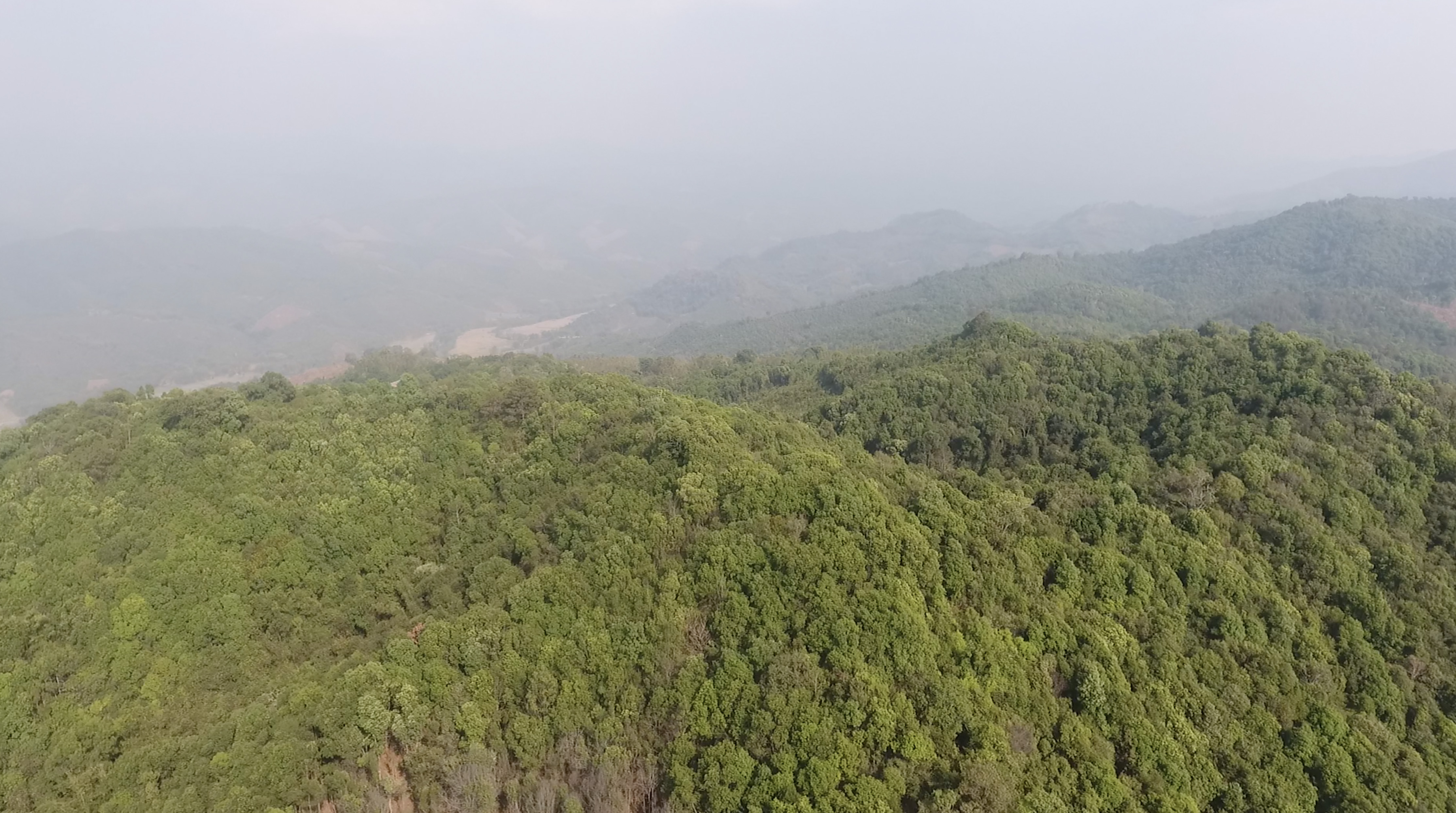 Thick forest in Salween Peace Park