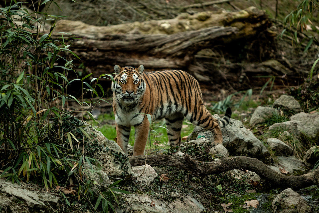 Now, 'Bengal Tiger' heads to Europe