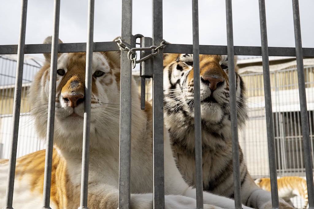 Tigers behind chains