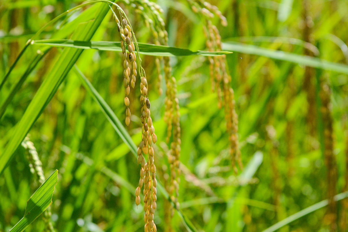 a close up of tinawon rice on the stalk