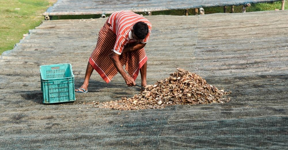 Sorting out dried trash fish