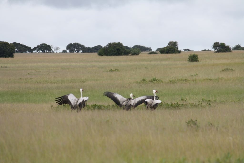 Wattled cranes in the Drieftontein Grasslands, Zimbabwe