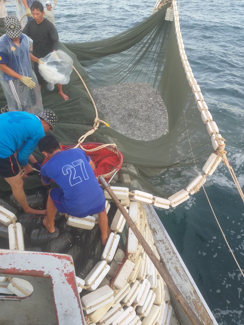 Fishermen pull a net full of anchovies out of the water 