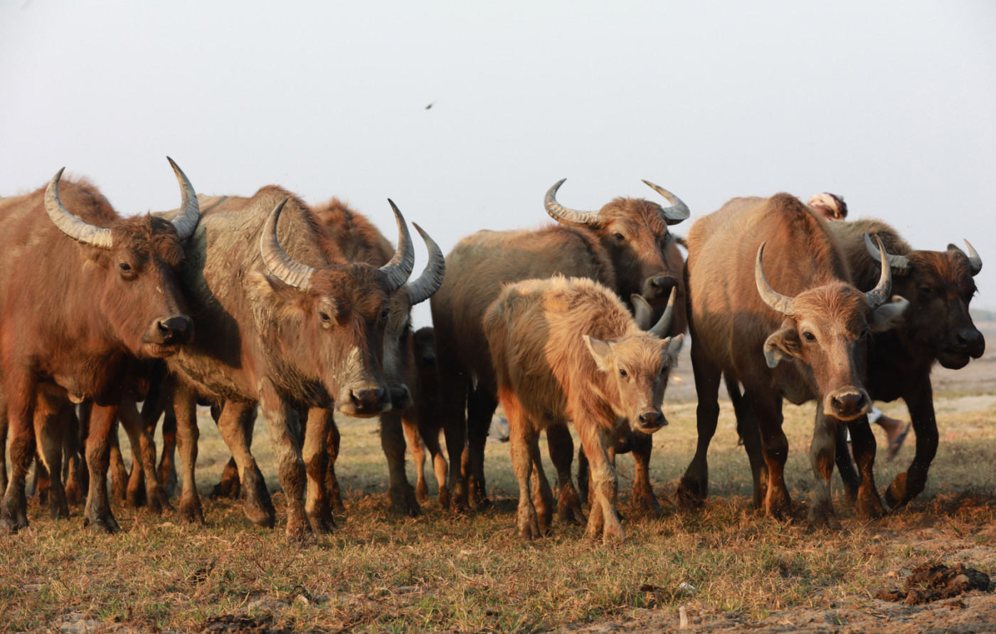 Young buffalo herd