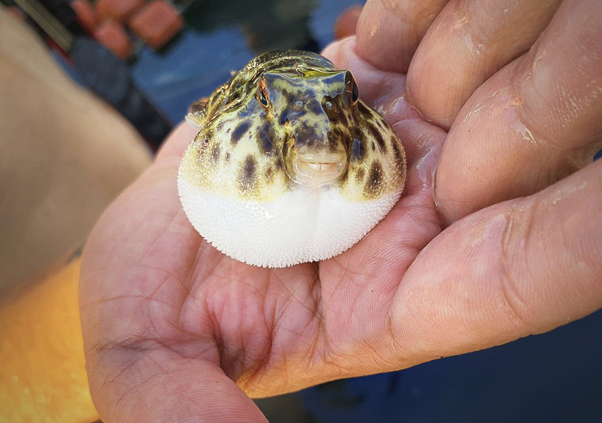 a pufferfish in a hand