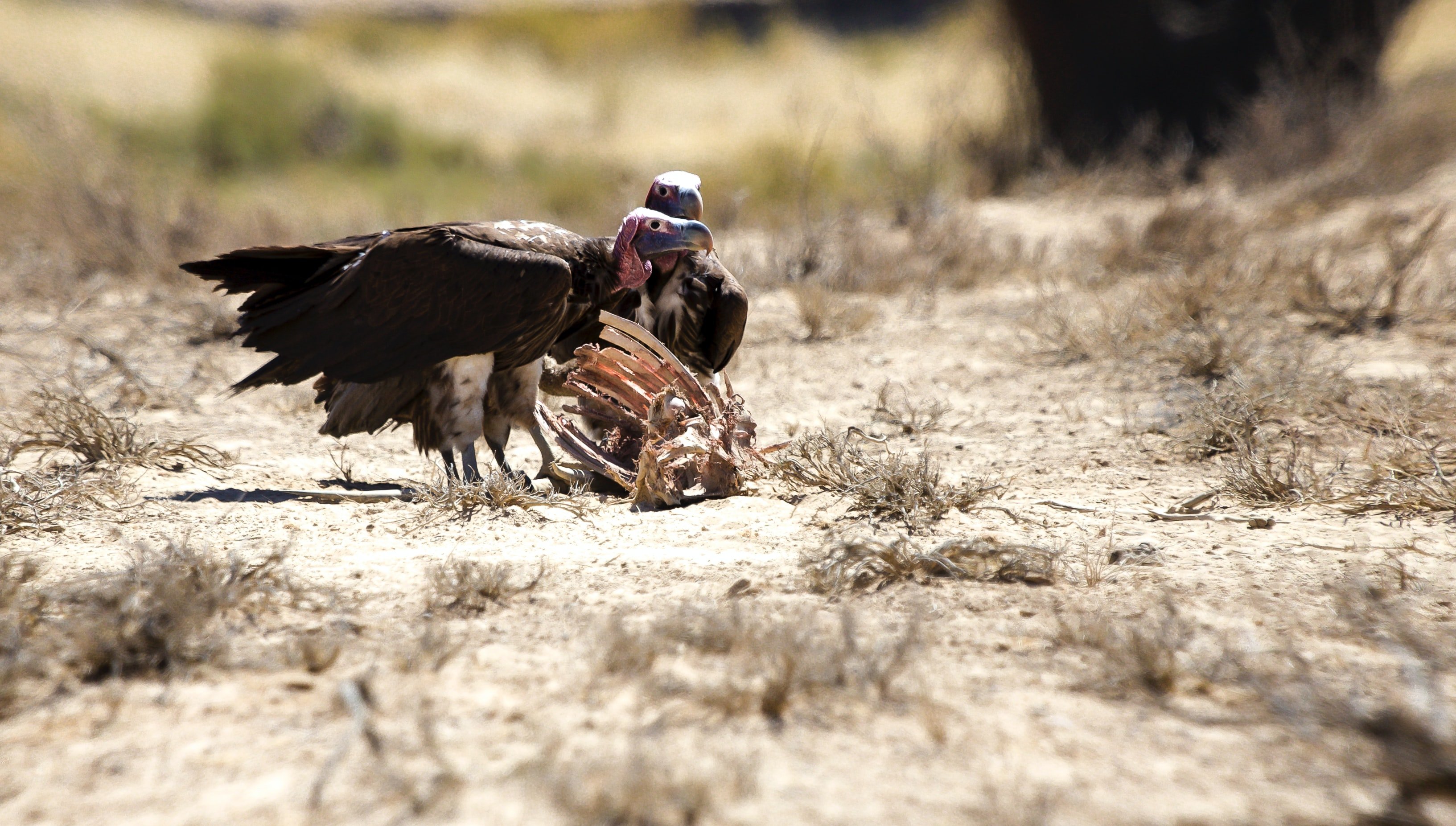 Two lappet-faced vultures