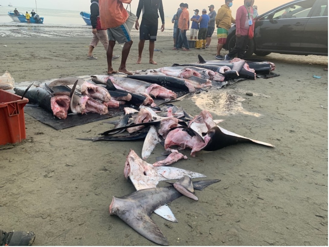 sharks mutilated on the shore