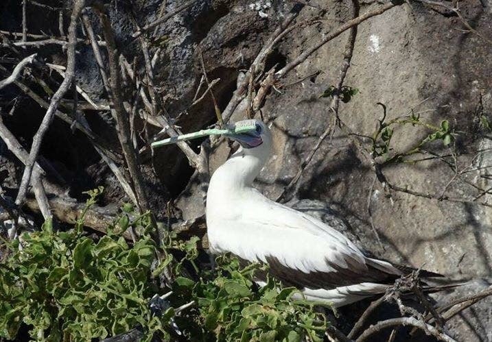 red footed booby with toothbrush in its beak