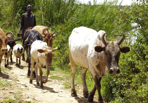 A young man herds cattle