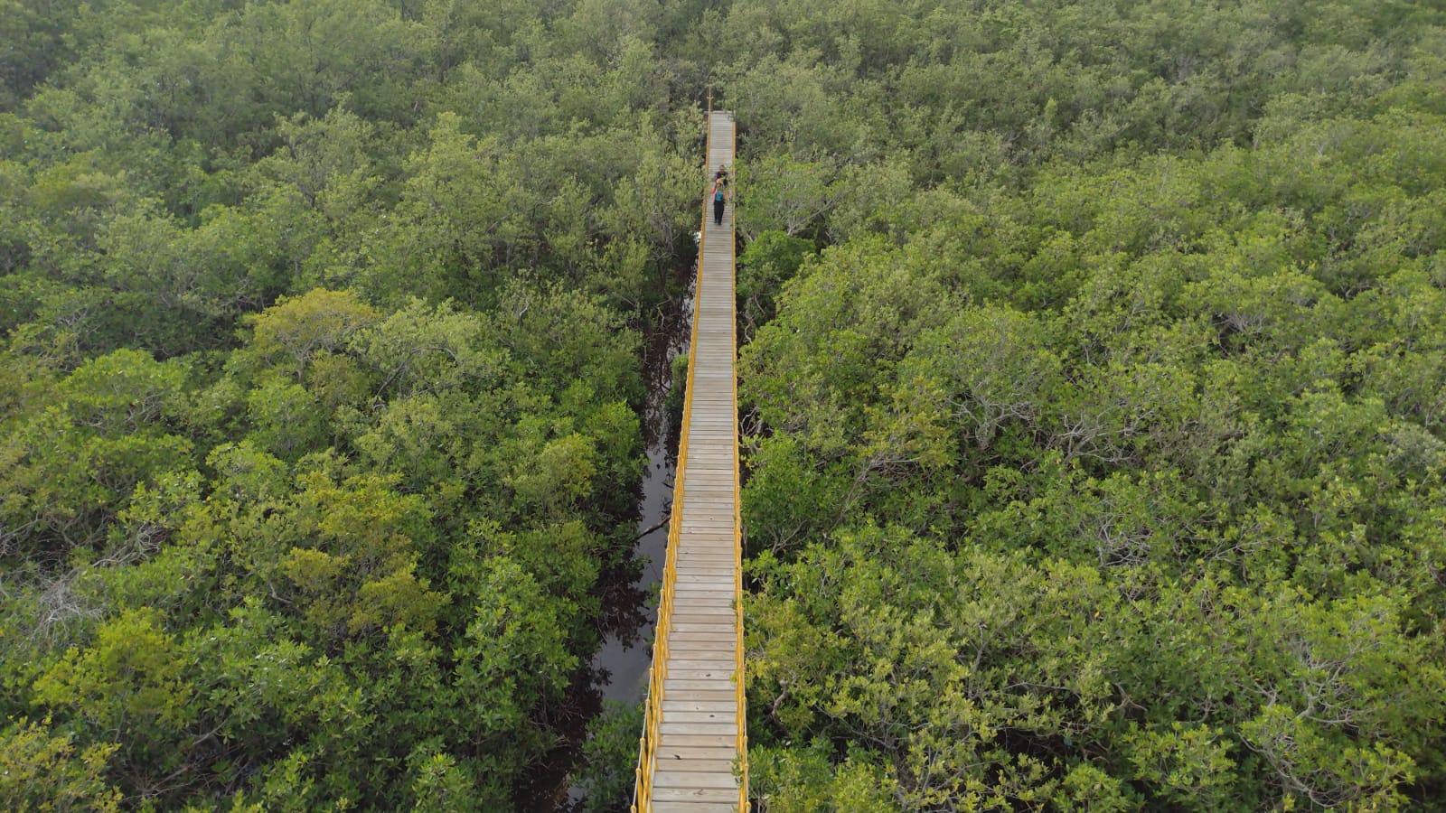 an aerial photograph of people crossing a narrow bridge in a mangrove forest