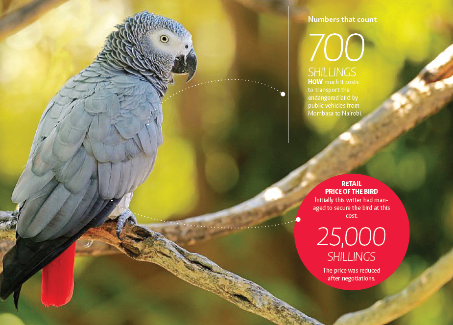 Kenya's talking bird, the African grey parrot, faces near-extinction |  Earth Journalism Network