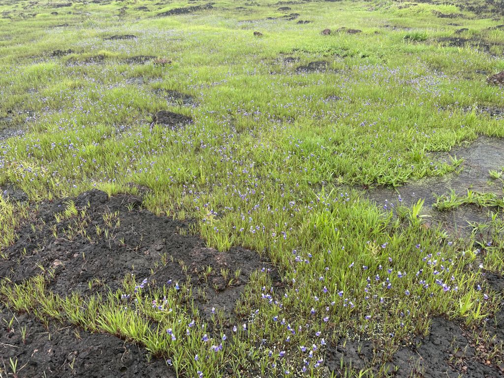A bloom of Utricularia albocaerulea, an insectivorous flower, atop the Bhagwati Moll plateau.