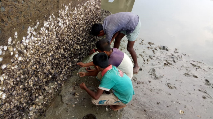 Local youths collect mollusks at Sonadia Channel