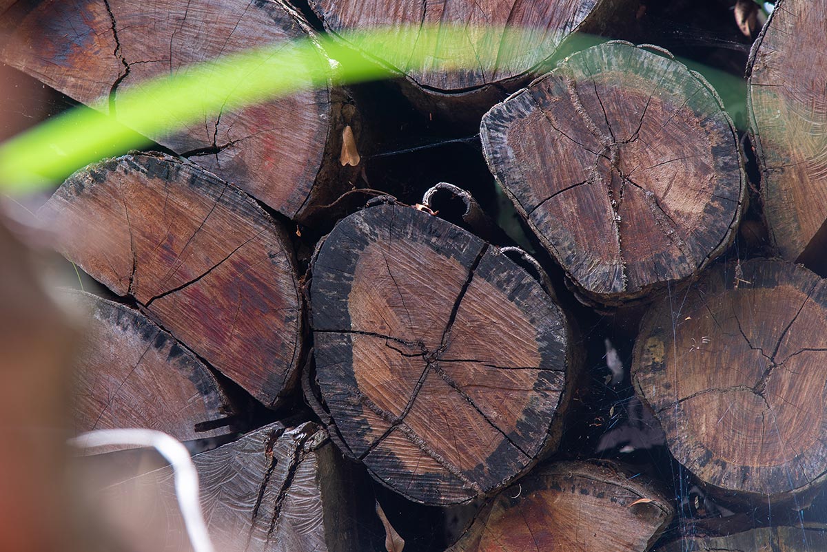 A close up of felled brazilwood in Pau Brasil National Park. Credit: Joana Moncau