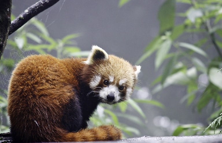 Tiny Hamlets Take Giant Steps To Save India S Red Panda Earth Journalism Network